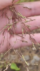 Poaceae