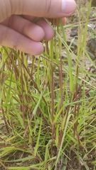 Poaceae