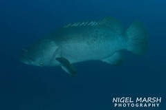 Epinephelus lanceolatus