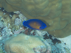 Centropyge bispinosa