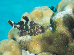 Epinephelus maculatus