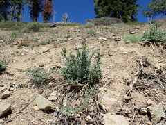 Anisocarpus scabridus