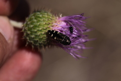 Acmaeodera connexa