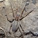 Striped Swamp Spider - Photo (c) Glenda Walter, some rights reserved (CC BY-NC), uploaded by Glenda Walter