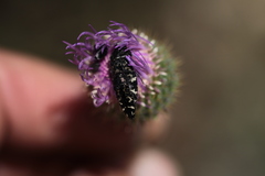 Acmaeodera connexa