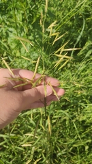 Bromus inermis