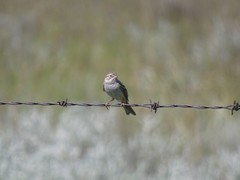 Spizella breweri breweri