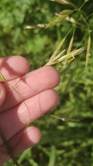 Bromus inermis