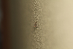 Phymatopus hectoides