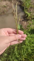 Poaceae