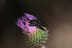 Acmaeodera connexa