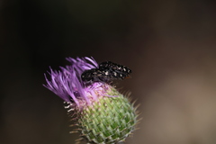 Acmaeodera connexa