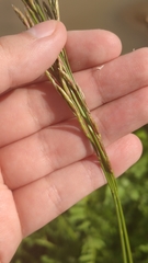 Poaceae