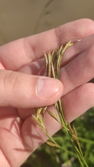 Poaceae