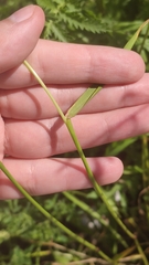 Poaceae