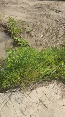 Poaceae
