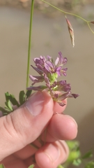 Medicago × varia