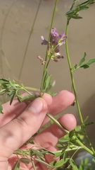 Medicago × varia