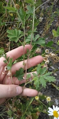 Potentilla tobolensis