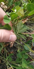 Potentilla tobolensis