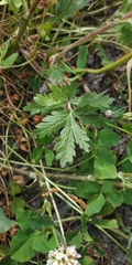 Potentilla tobolensis