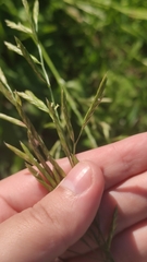 Poaceae