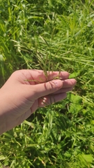 Poaceae