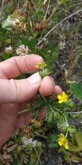 Potentilla tobolensis