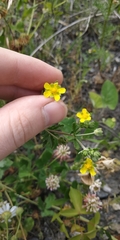 Potentilla tobolensis
