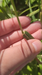 Poaceae