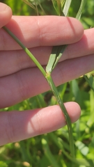 Poaceae