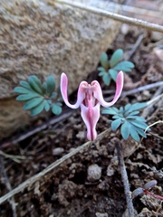 Dicentra uniflora