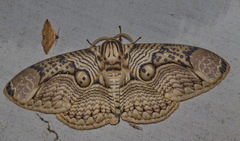 Brahmaea hearseyi