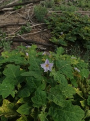 Solanum campechiense