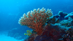 Acropora granulosa