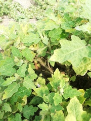 Solanum campechiense