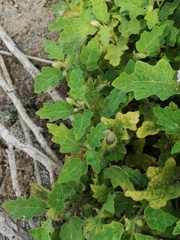 Solanum campechiense