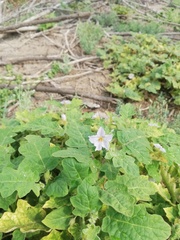 Solanum campechiense