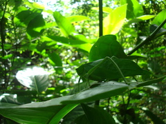 Tettigoniidae