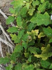 Solanum campechiense
