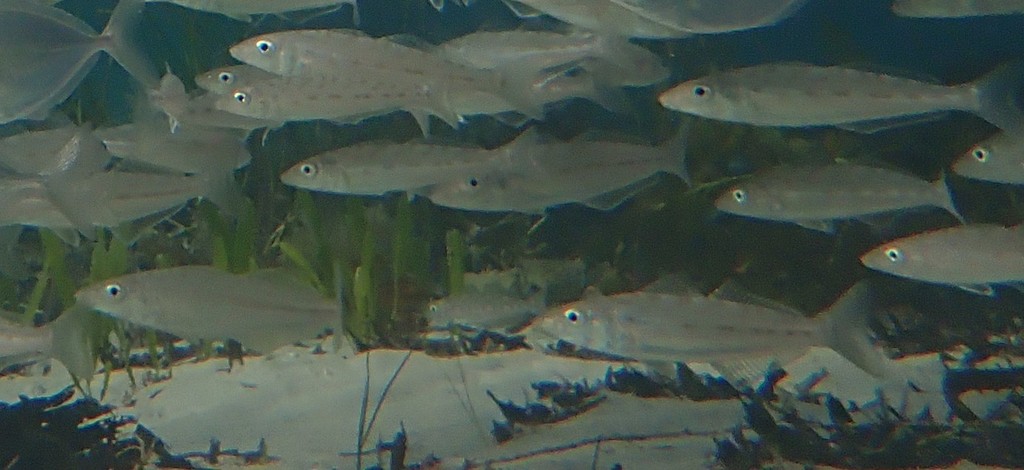Eastern School Whiting