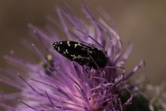 Acmaeodera connexa