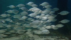 Pseudocaranx wrighti