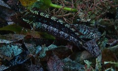 Heteroclinus adelaidae