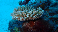 Acropora granulosa