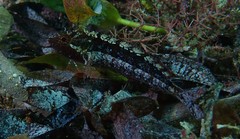 Heteroclinus adelaidae