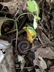 Narceus americanus