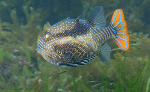 Ornate Cowfish, photo 6 of 10
