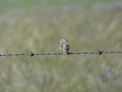 Spizella breweri breweri