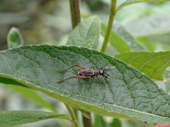 Phylloscyrtus amoenus